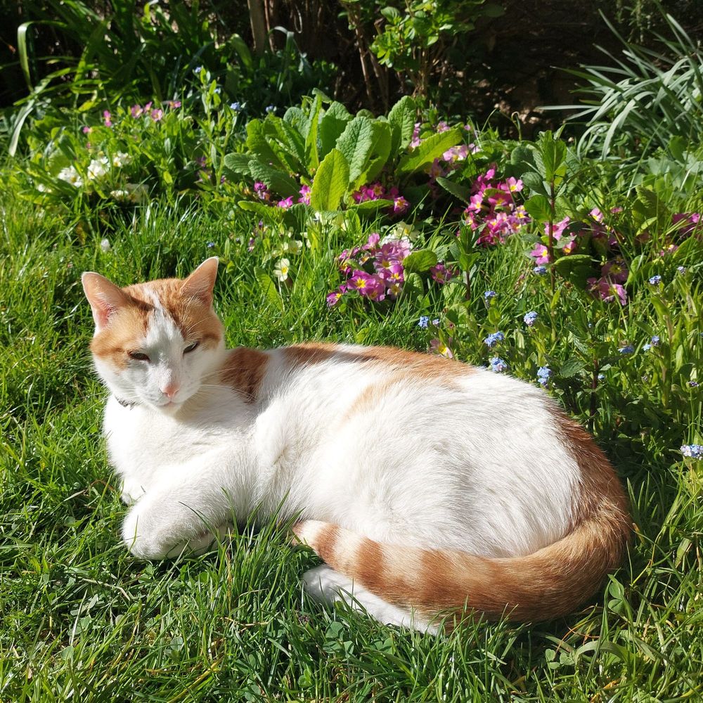 Ginger-white cat lazing in the grass