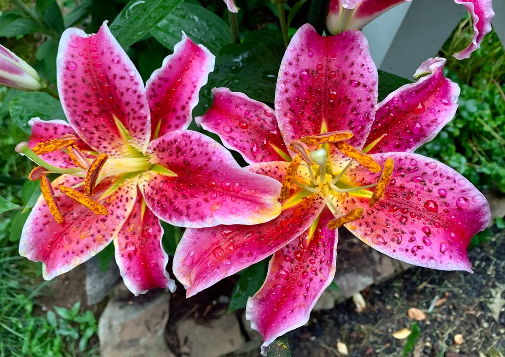 Two stargazer lilies with raindrops on their pink petals. 