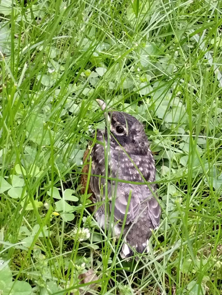 A robin fledgling. 