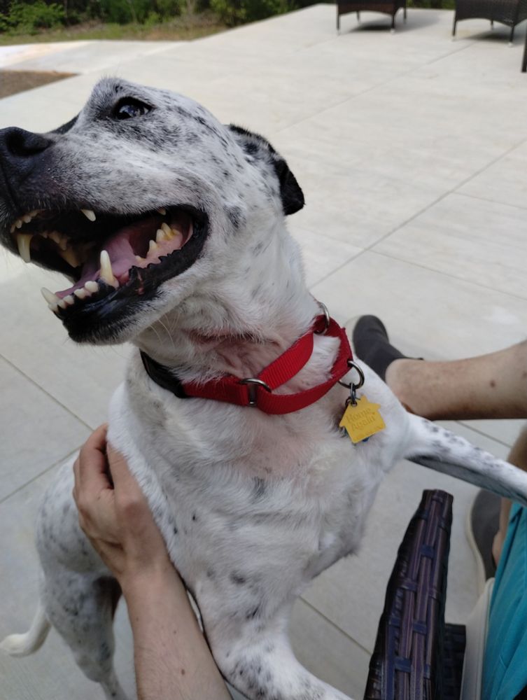 Ena, with her head tilted up and mouth open wide, showing all her teeth 