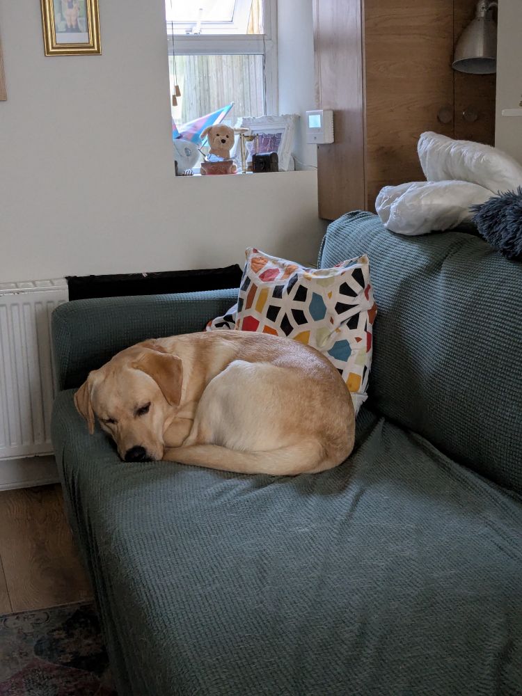 Pepito curled up in ball