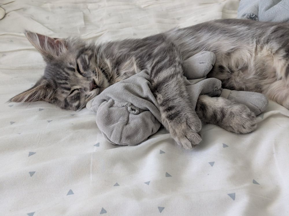 Odin, Potichaton MaineCoon gris, dort avec le doudou du fiston du Pôpa humain