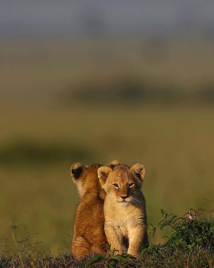 2 lionceaux assis dos à dos