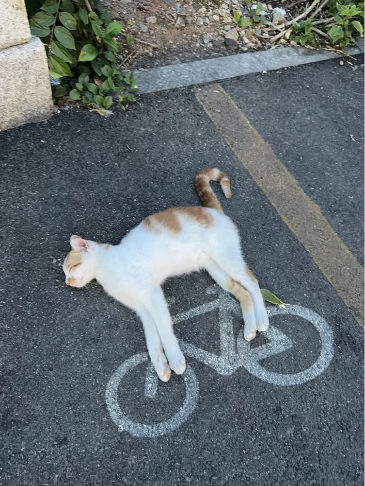 Potichat blanc et roux, dort sur le côté, pattes bien droite
pile sur le signe d'un vélo sur la rue