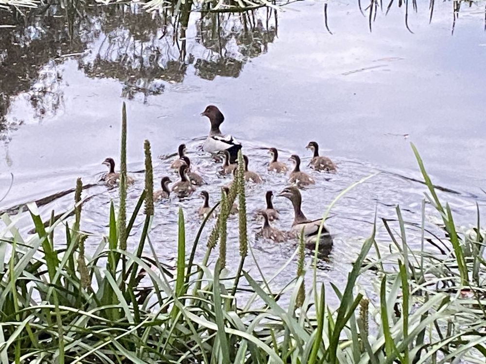 In the pond - ducklings