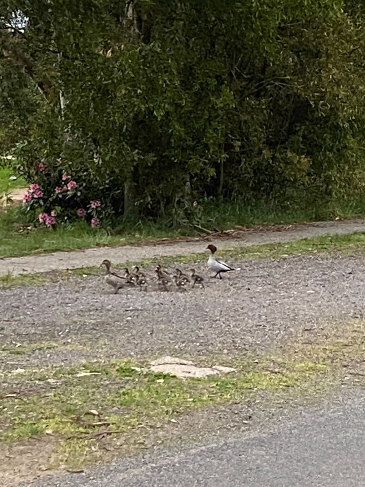 Safely across the road - ducklings