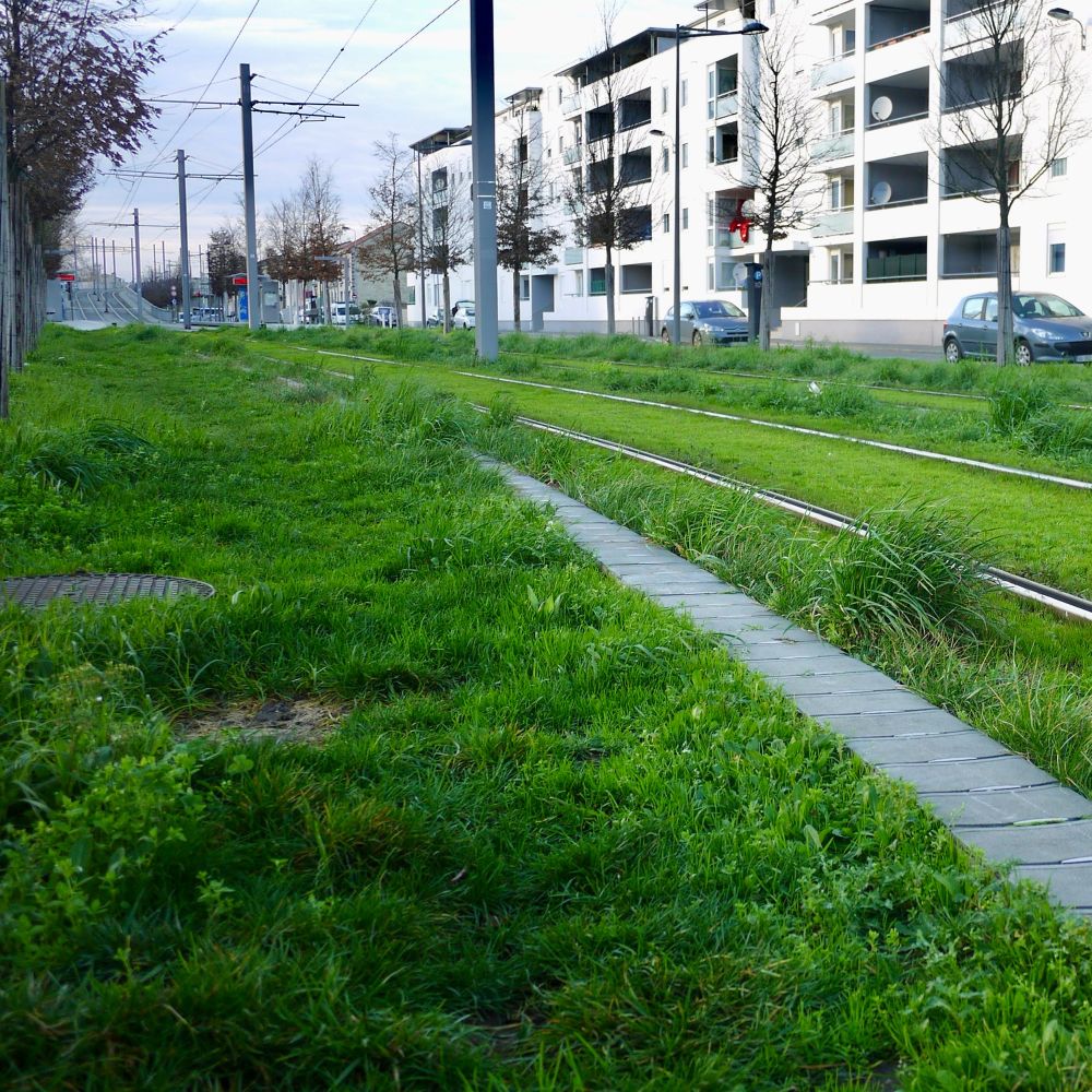 Lush grasses provide a living carpet through which the hard lines of the tramway rails pass.
