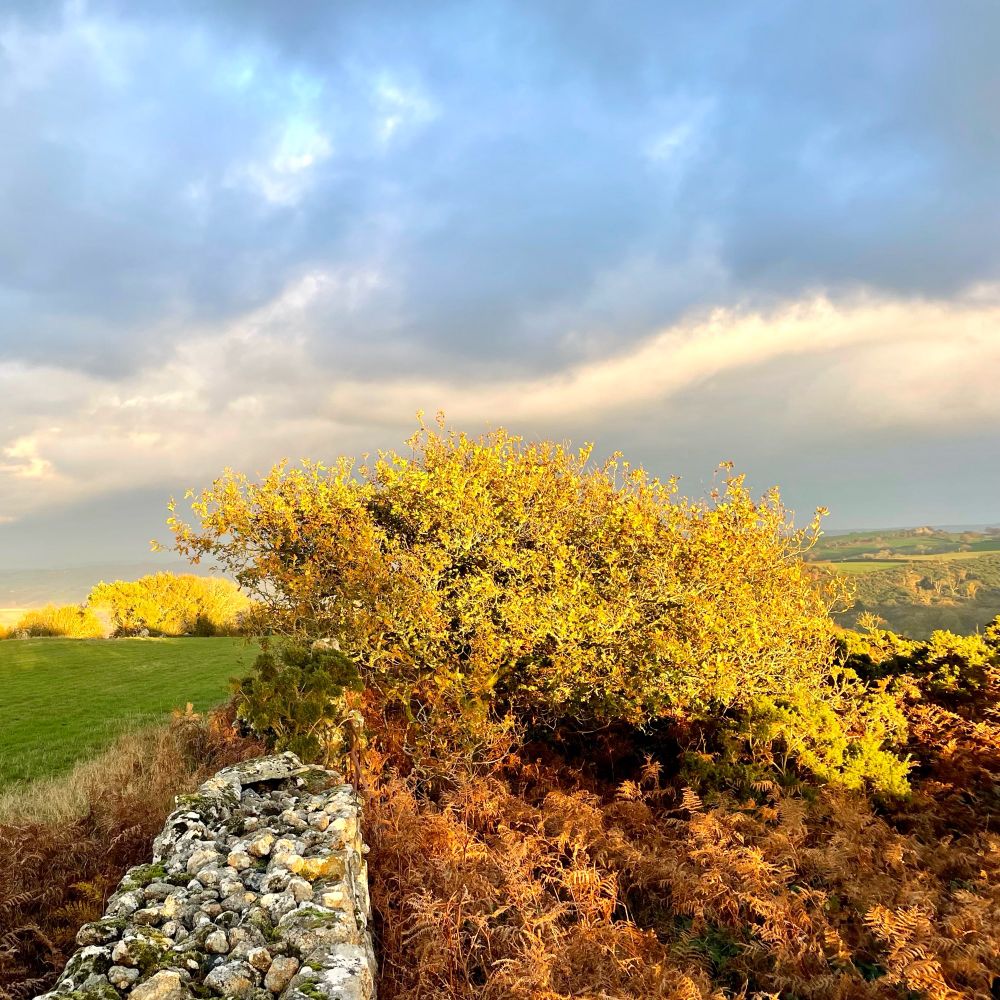 Coppery bracken and a yellow-leaved tree shelter behind a grey-granite wall bordering green fields, all beneath patches of blue.