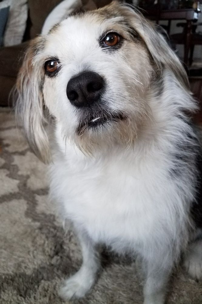 My white, black, and brown dog sitting on the living room carpet with his head titled to the side 