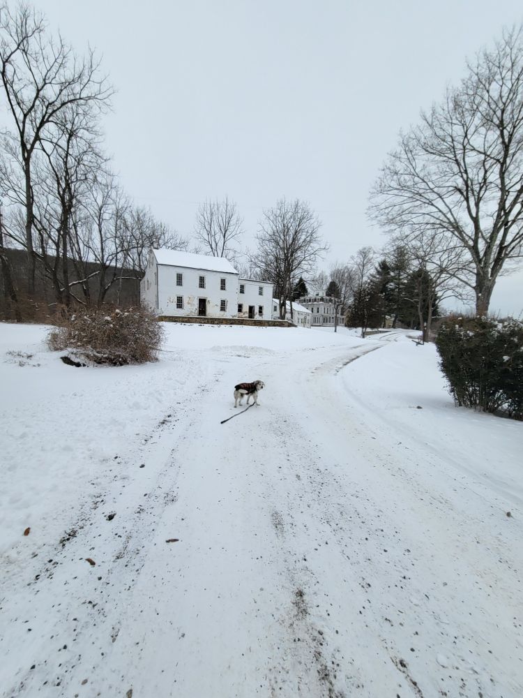Picture of my dog in the snow with a white historical house in the background 