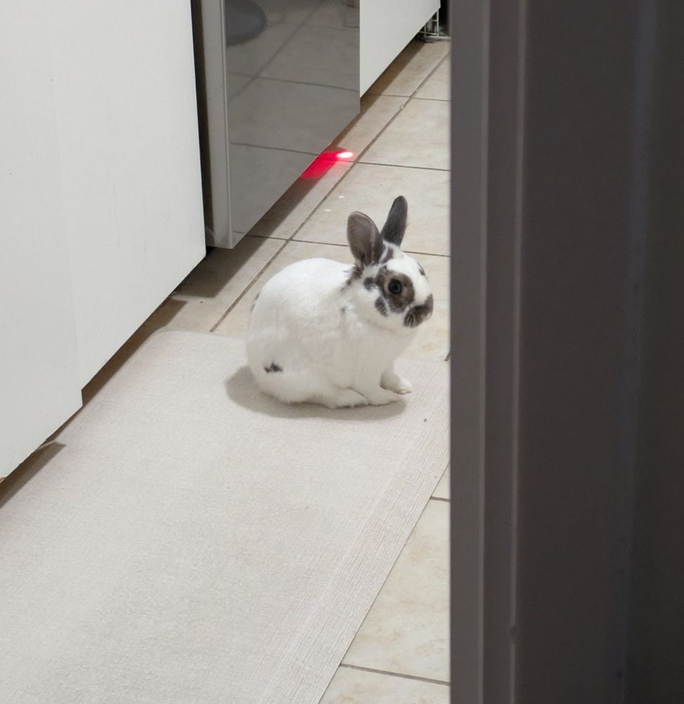 A photo of a white rabbit with brown spots sitting on a mat on an off-white tile floor. There is a running dishwasher in the background. The foreground has a door frame in it because the photographer didn't want to interrupt the rabbit's vibe