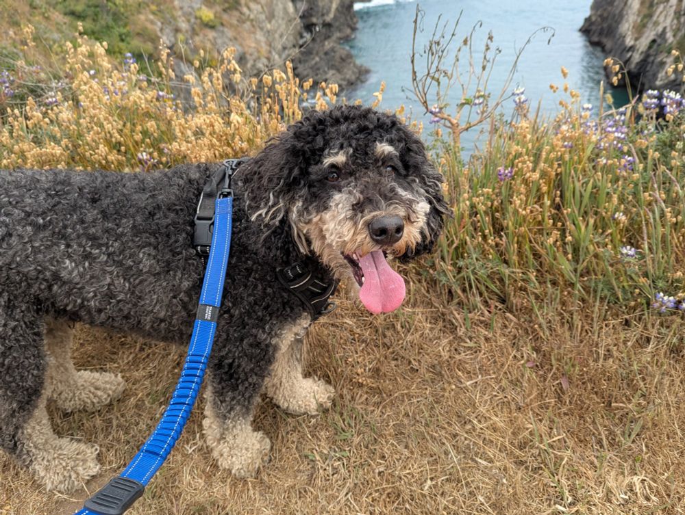 Happy Bernedoodle with his tongue out on a walk on the Mendocino coast