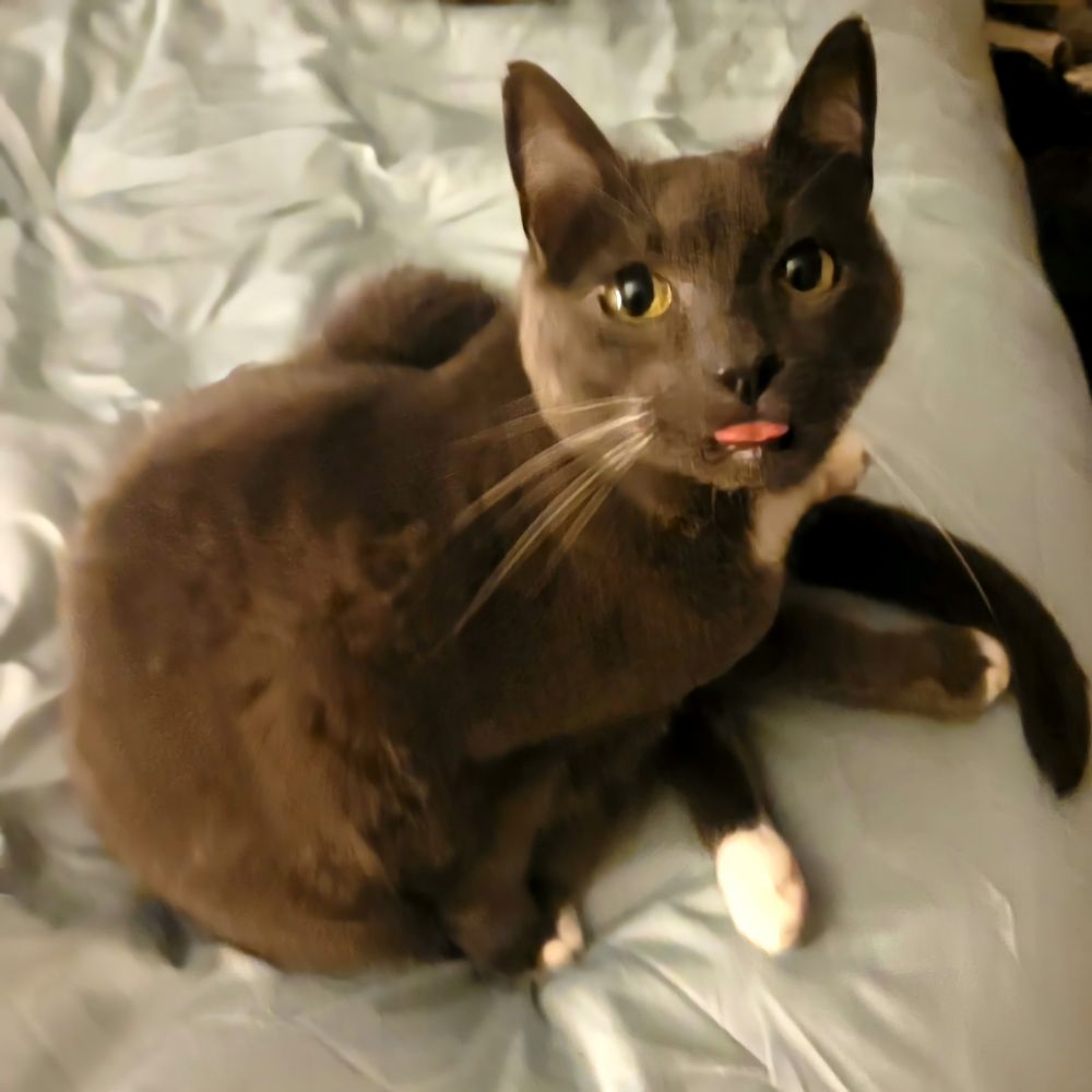 Grey kitty with white paws and whiskers. He is sticking his tongue out, and if he (Spazz) found out I took this photo of him, I'd be on his crap list.