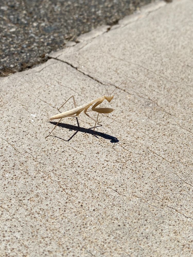 praying mantis looking at camera