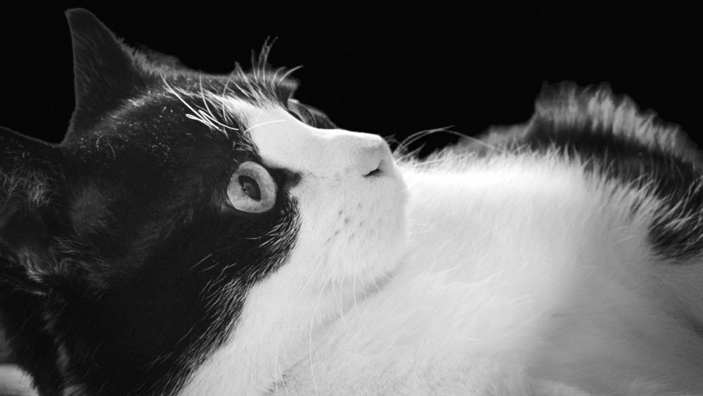 Schwarzweiße Katze Birmingham vor schwarzem Hintergrund