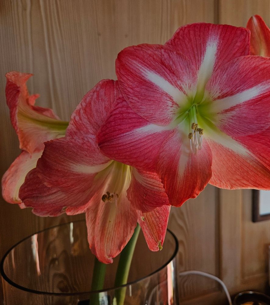 Eine rosa blühende Amaryllis mit 6 Blüten.