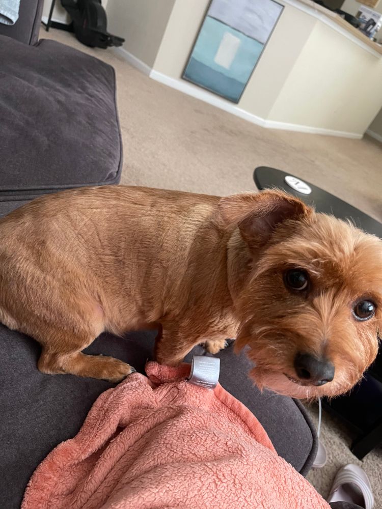 Breed: Dorkie (dachshund yorkie) small red/blonde dog with short, uneven hair and clipper lines sitting on couch. 