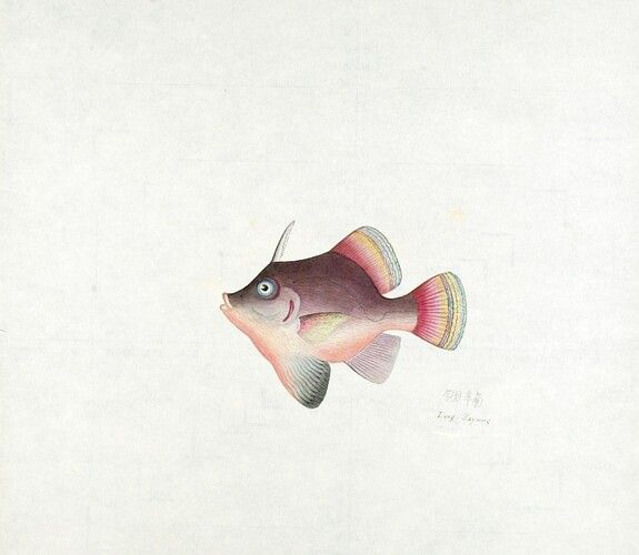 Harvard Art Museums/Arthur M. Sackler Museum, Gift of DR. THOMAS BARBOUR