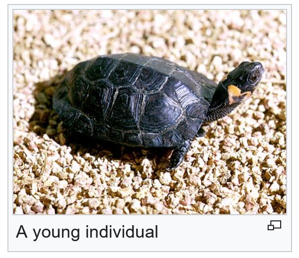 photo from the Wikipedia page of the bog turtle simply captioned: "A young individual"
