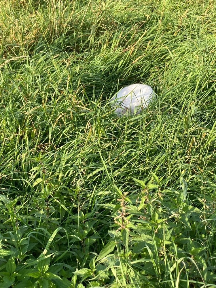 Weiße Katze schläft auf einer Wiese.
White cat sleeping in the gras