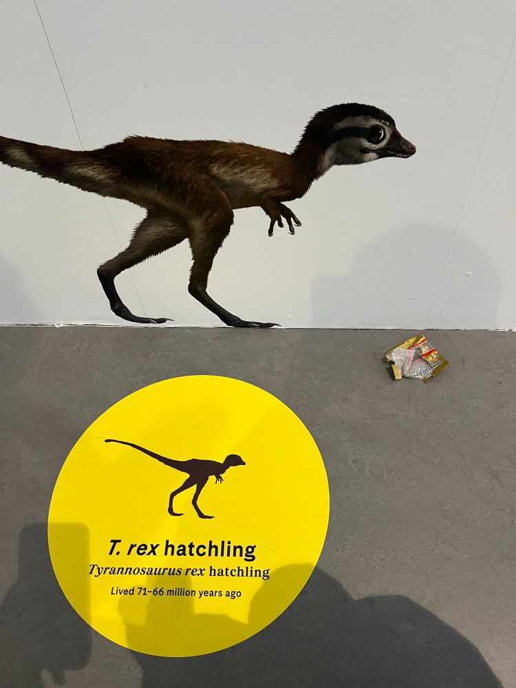 display of a t-rex hatchling who is staring at u with a piece of trash next to it on the ground (i don't think i picked it up, sorry for being a heathen)