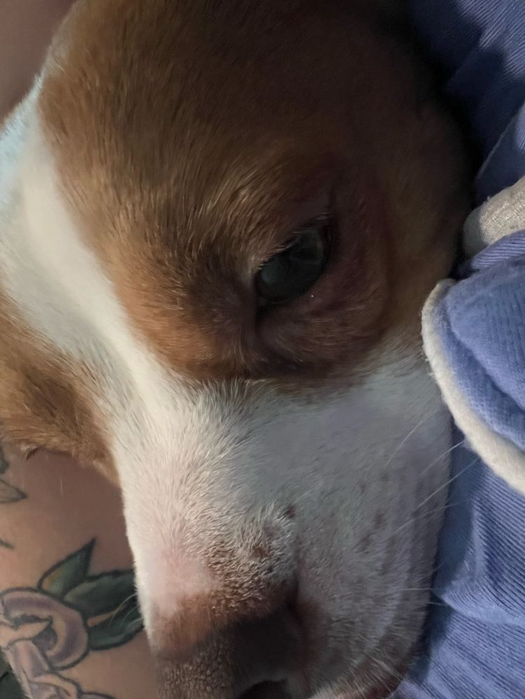 A closeup of Betty, a pit mix, curled up on Sydney