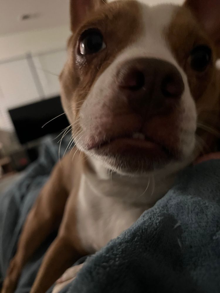 Close up of Betty, a brown and white pittie mix, on a lap with a blue blanket