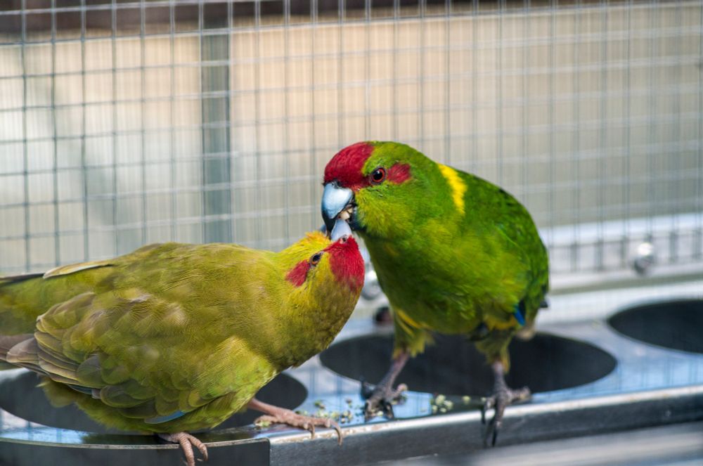 Two red-crowned parakeets. The one on the left is cinnamon colored and has her head nearly turned up side down as she is getting fed by her partner. The other parakeet ist green with a yellow stripe on his neck. He is currentlich feeding his partner.