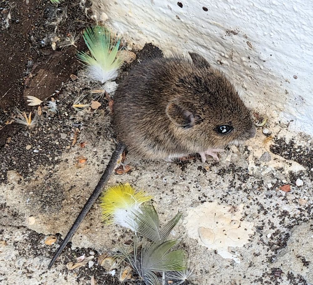 Bild einer kleinen braunen Maus mit Knopfaugen in einer Ecke. 