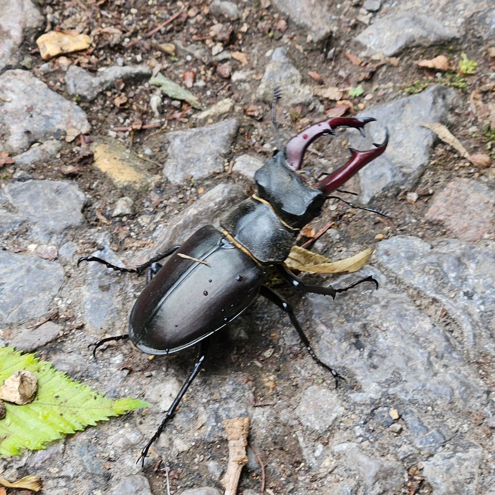 A male stag beetle (slightly damp) on a compacted stone path.
