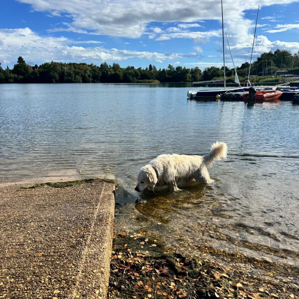 A pale golden retriever paddling near a harbour slipway. Boats, trees and bits of blue sky behind. 