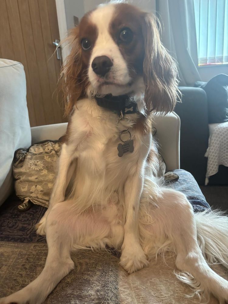 King Charles spaniel, obviously male, posing for his Tinder profile.