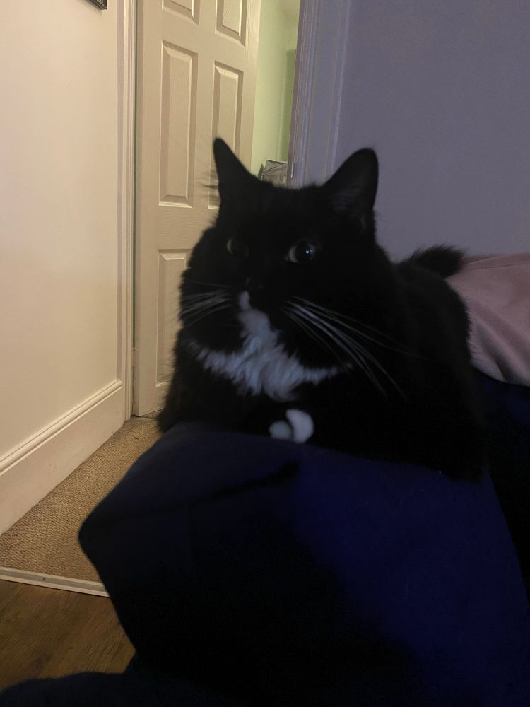 Data, a very fluffy black cat with a white chin patch, bib and toes. She is lying on the back of the sofa gazing contemplatively off to the left of the camera with a slightly sleepy expression, looking the very picture of innocence. Do not be deceived.