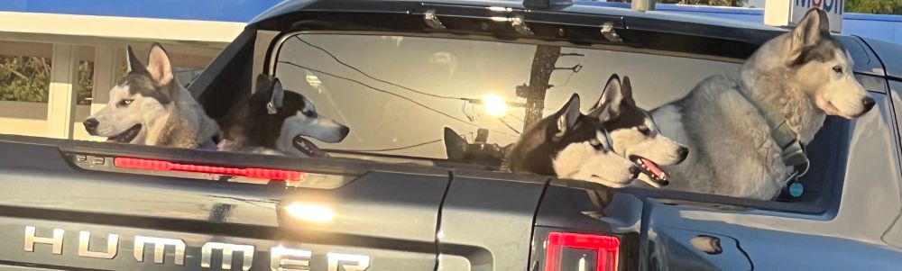 huskies in back of truck