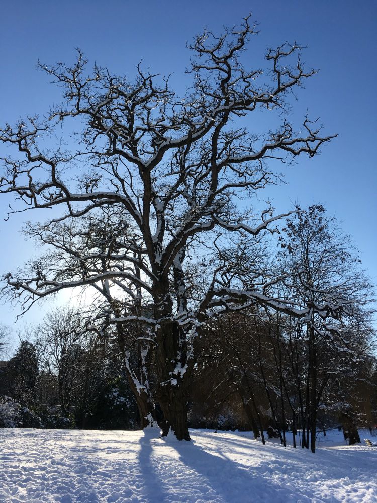 A snow-covered tree backlit by the sun