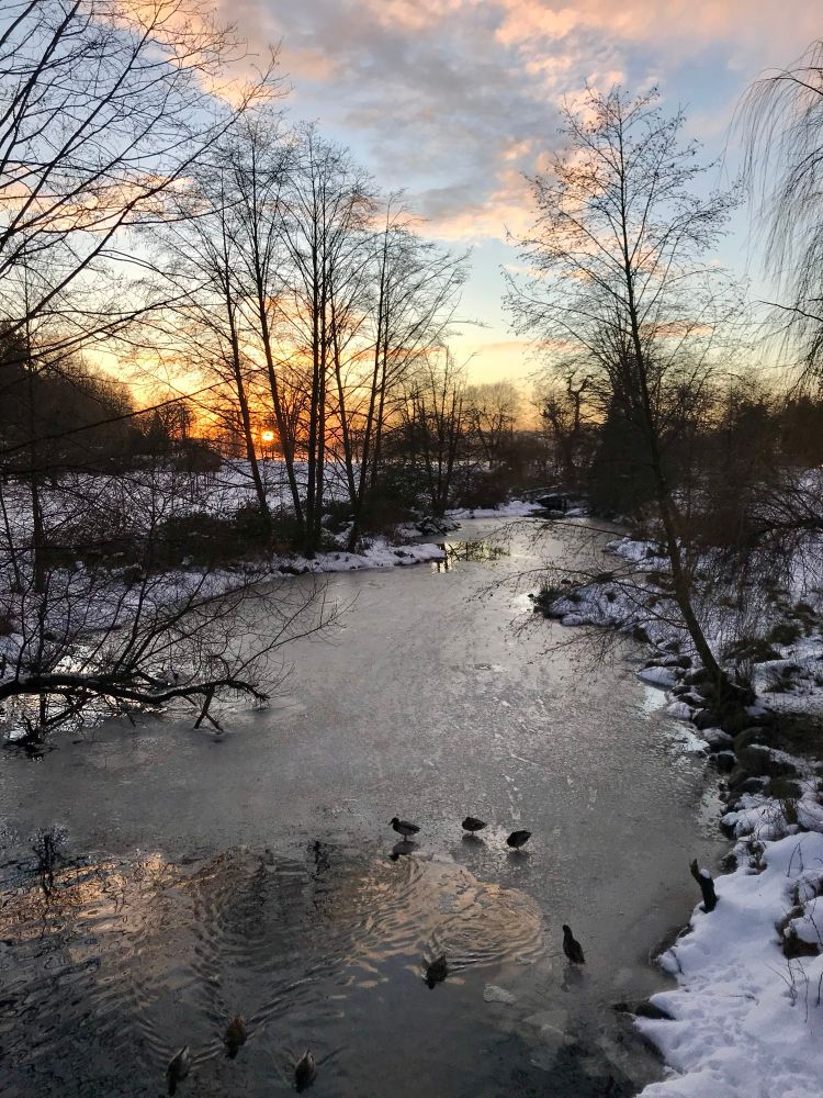 Ducks on a frozen pond caught in fiery sunset light