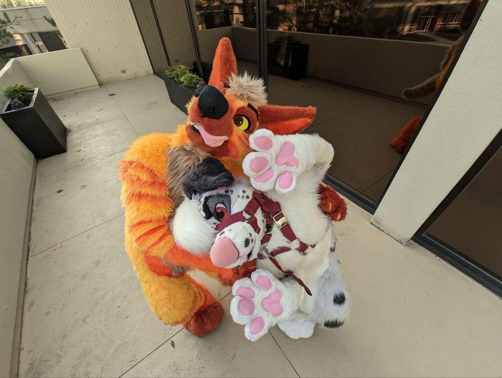 Wide angle picture point of view above Sash and Tangelo as they look up at the camera. 