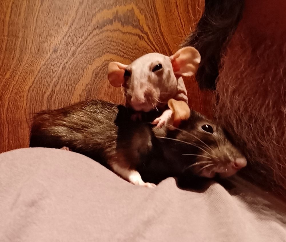 Dos ratitas atusándose