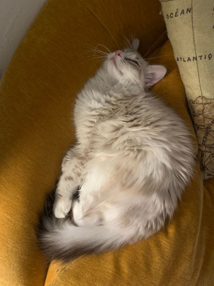 A stripey beige and white kitten sleeping on a yellow chair in what can only be described as the spinal zigzag. She just looks scrunched but her face is that of a peacefully sleeping kitten. 