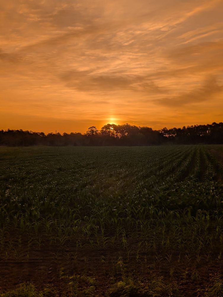 I can leave the boat for a bicycle ride after watching the sun rise, and see the sun rise again, above the trees across the corn field near the boatyard 