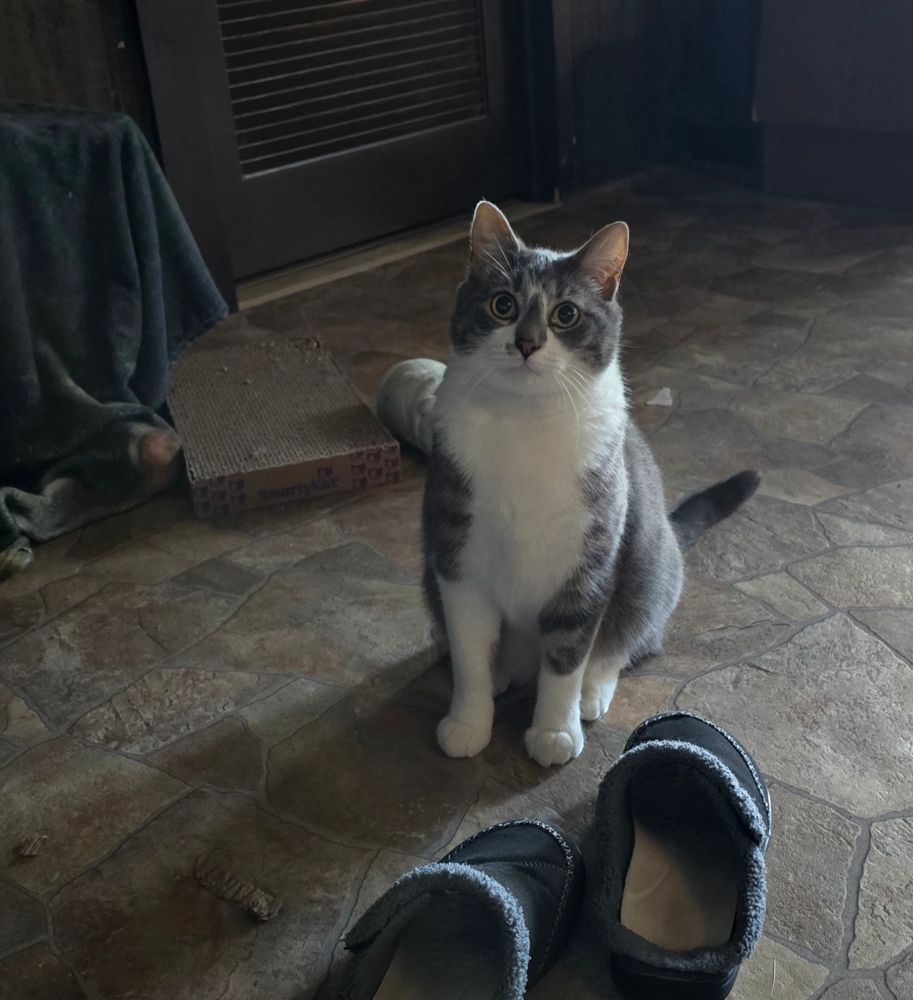 A photo of a gray and white cat sitting next to gray slippers on a fake stone floor 