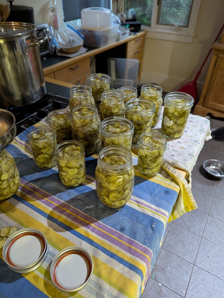 About 15 jars of pickles on a counter waiting to have lids put on them
