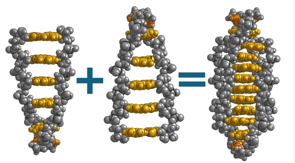 3D printable model of an i-motif structure showing how an i-motif consists of two interdigitated duplexes.
