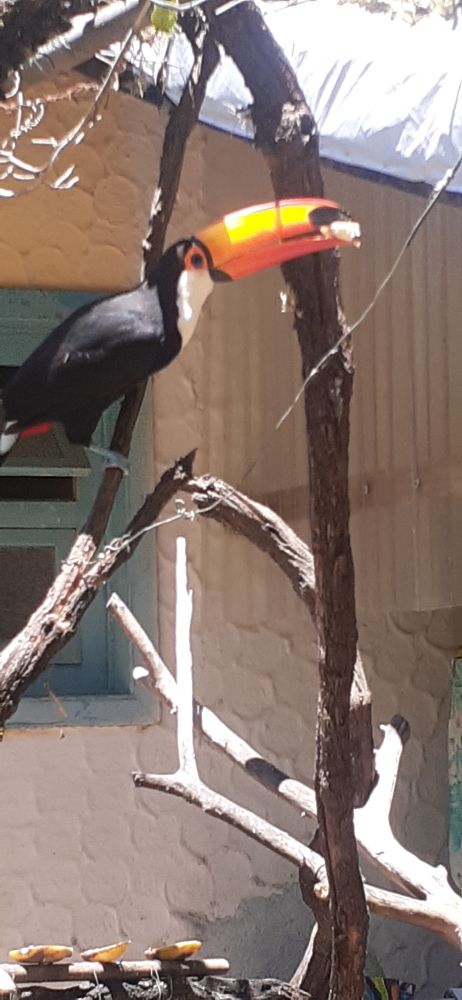O bonitinho, mas, ordinário, veio almoçar as minhas bananas!