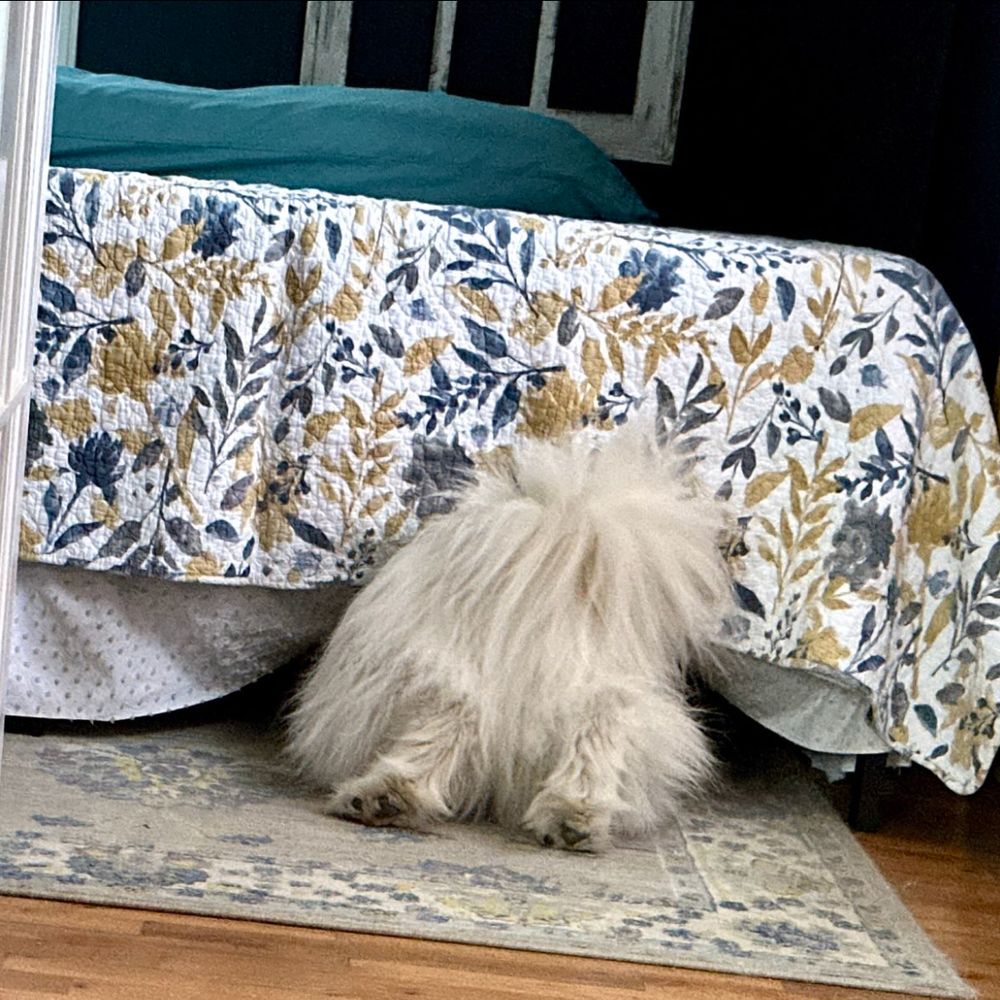 A dog's very fluffy cream-colored rear end and tail, plus ankles and paw pads, are visible as he pushes himself on his back toes underneath a bed, trying to reach something underneath it. The bed has a white skirt, a teal pillow, and a white bedspread with a blue-and-gold botanical print. The bed is on a gray, blue and gold rug. The walls are dark blue. 