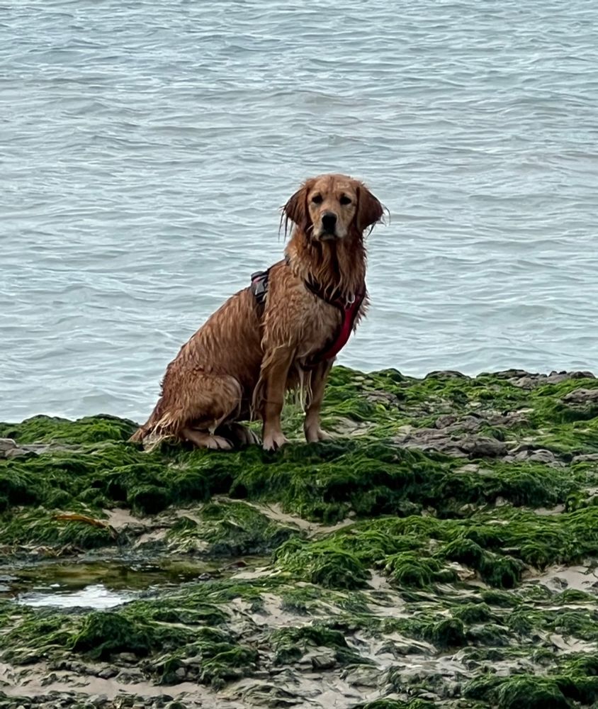 Golden mouillé assit sur un rocher au bord de la mer.