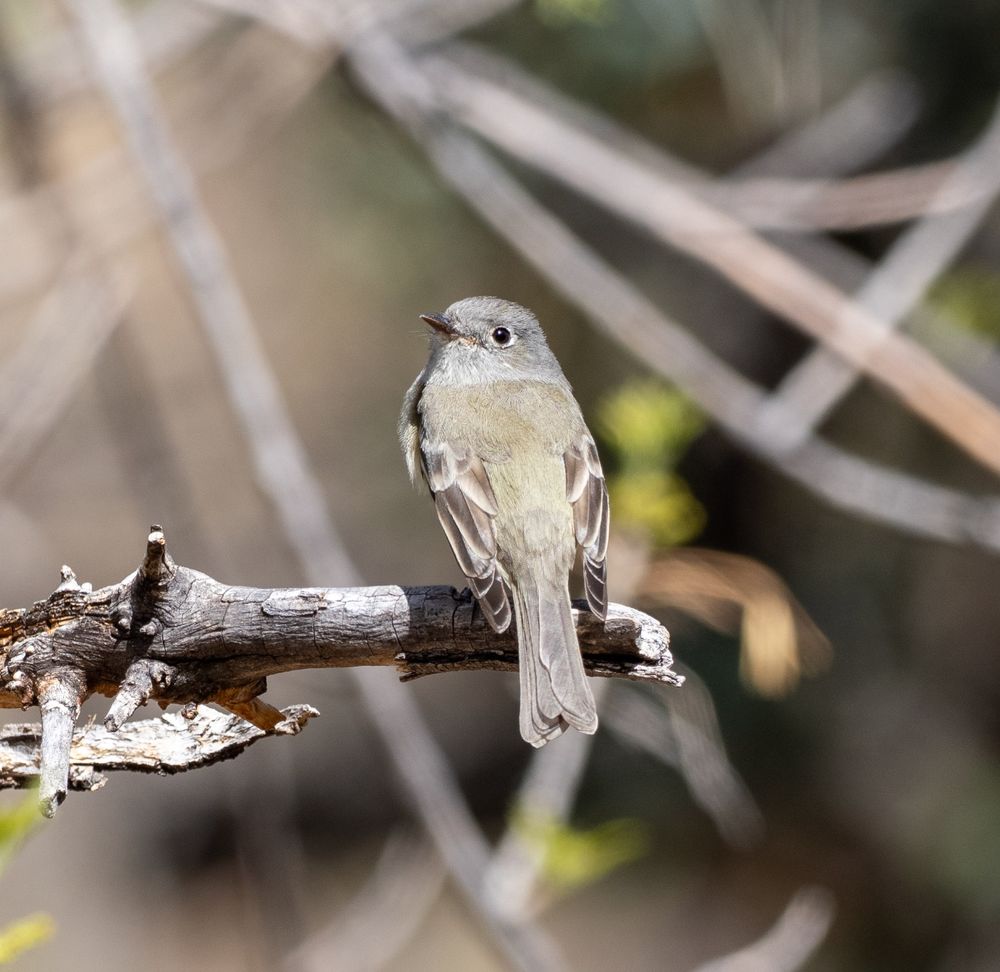 A photograph of a Hammond's Flycatcher
