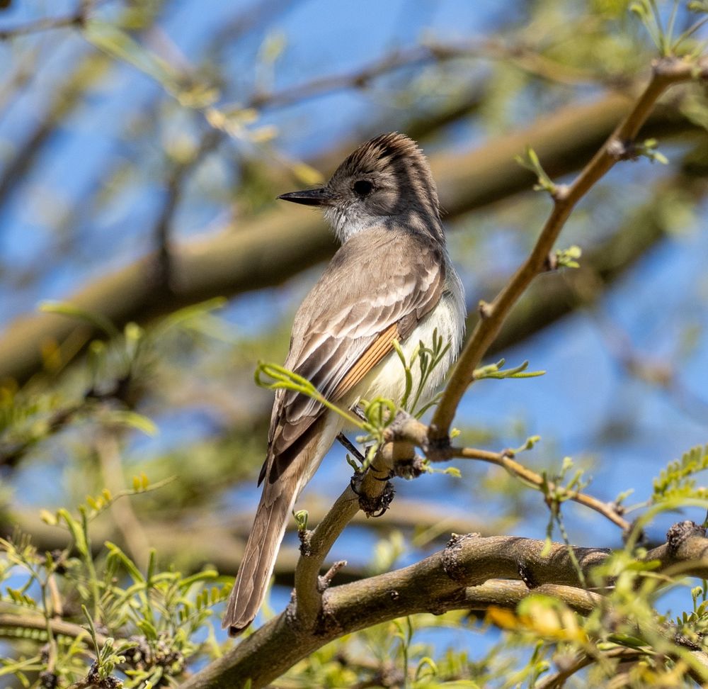 A photograph of an Ash-Throated Flycatcher