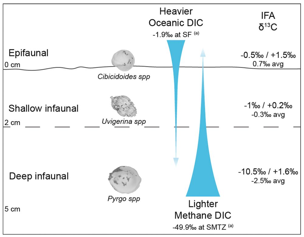 A schematic showing carbon isotope values for different benthic foraminiferal species living in sedimentary habitats reflecting different methane and dissolved inorganic carbon (DIC) values. IFA = individual foraminiferal analyses. SMTZ = sulfate-methane transition zone.
