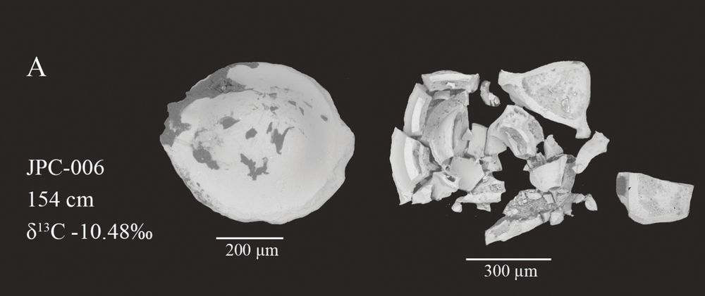 A scanning electron microscope image of an intact versus a broken benthic foraminiferal test belonging to the genus Pyrgo. 